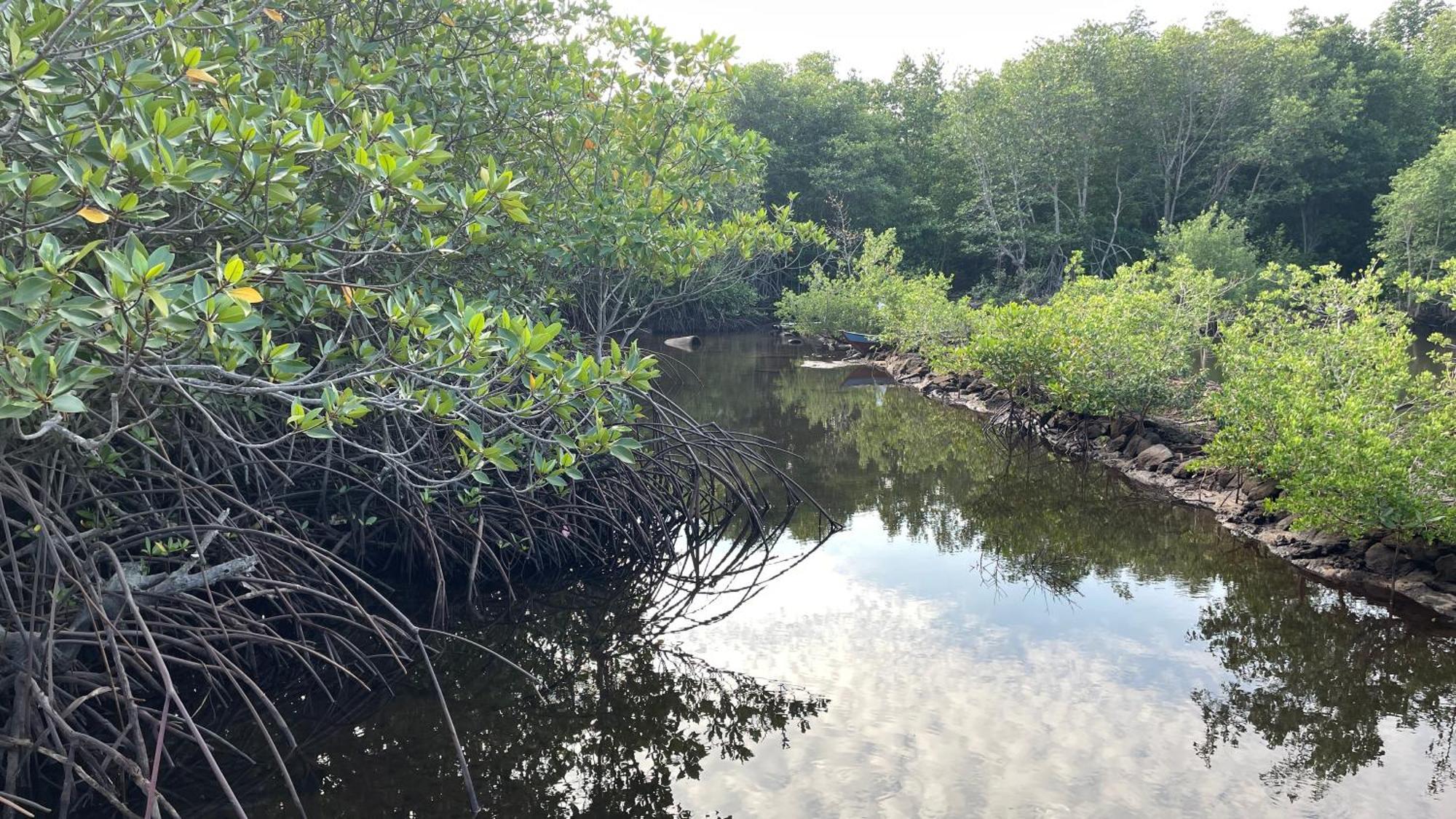 Mangrove Inn Karimunjawa Luaran gambar